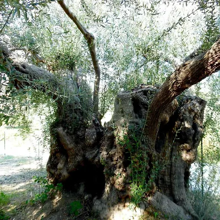 Bed & Breakfast La Casa Bianca *